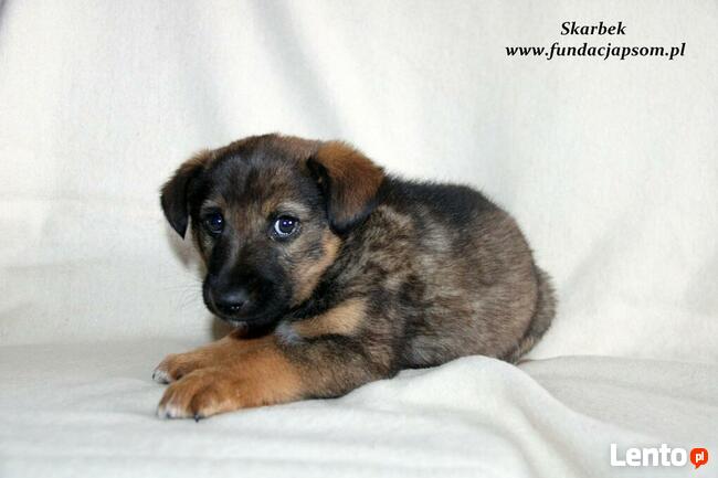 Skarbek - uroczy brzdąc