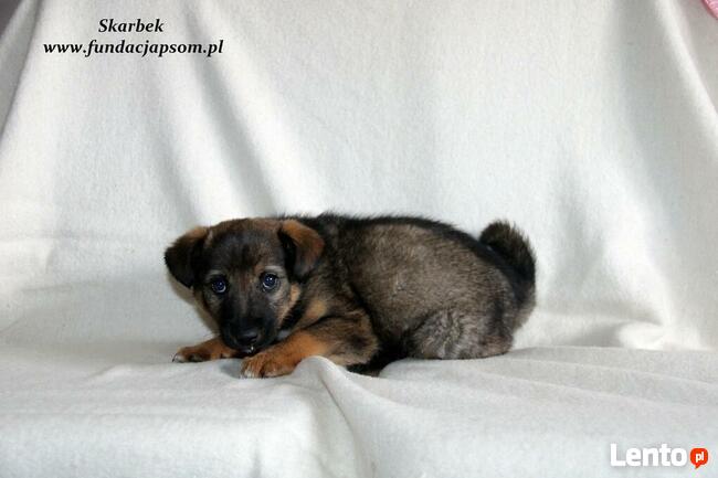 Skarbek - uroczy brzdąc