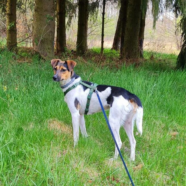 Nina- szukamy domu i ludzi aktywnych