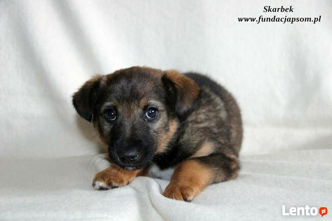 Skarbek - uroczy brzdąc