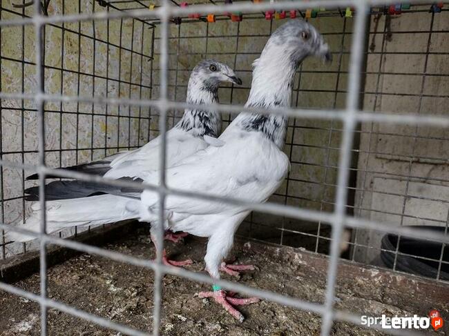 Gołębie Łódzkie Pstre Winery Wysyłka
