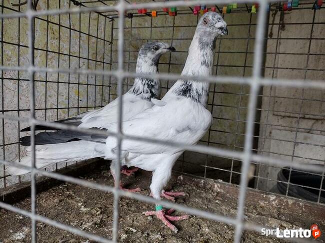 Gołębie Łódzkie Pstre Winery Wysyłka