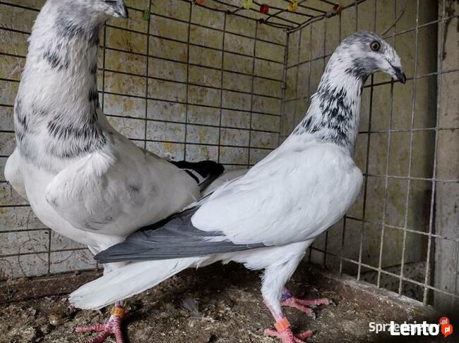Gołębie Łódzkie Pstre Winery Wysyłka