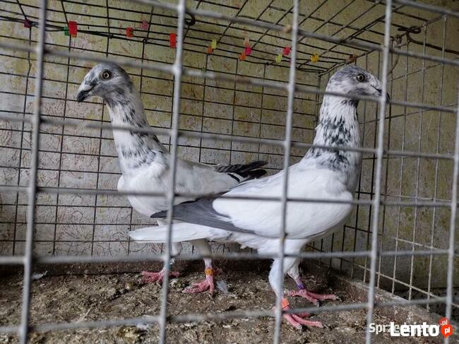 Gołębie Łódzkie Pstre Winery Wysyłka