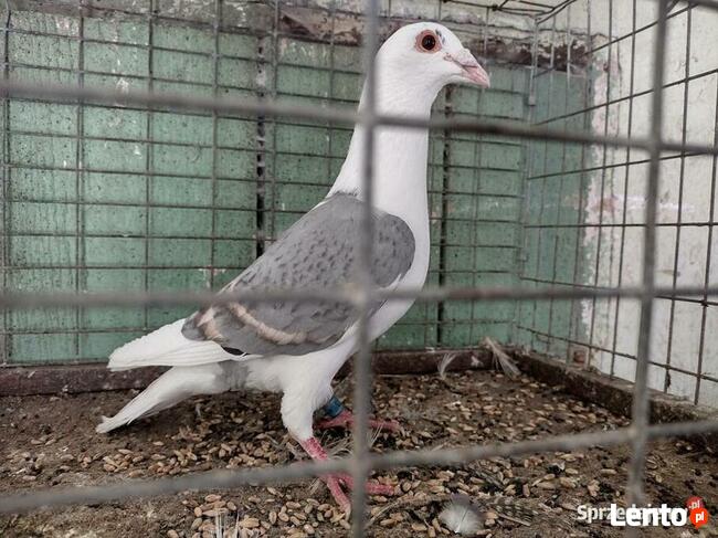 Gołębie Pocztowy Tarczowy Opal Wysyłka