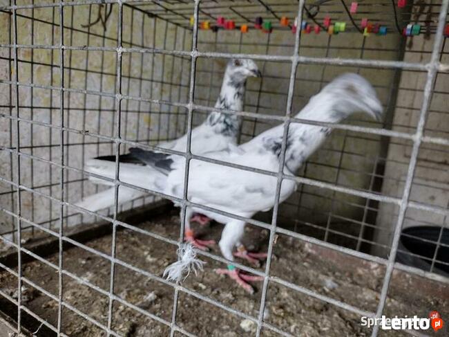 Gołębie Łódzkie Pstre Winery Wysyłka