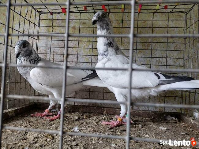 Gołębie Łódzkie Pstre Winery Wysyłka