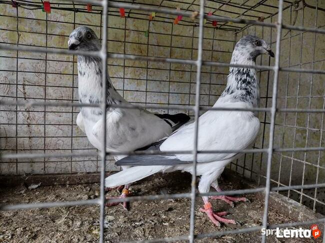 Gołębie Łódzkie Pstre Winery Wysyłka