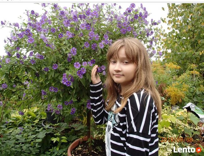 Szafirowa burza Solanum Rantonetti Psianka w doniczce