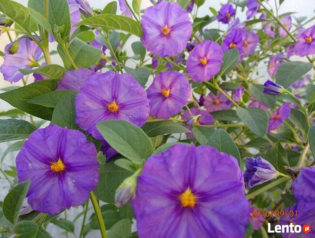 Szafirowa burza Solanum Rantonetti Psianka w doniczce