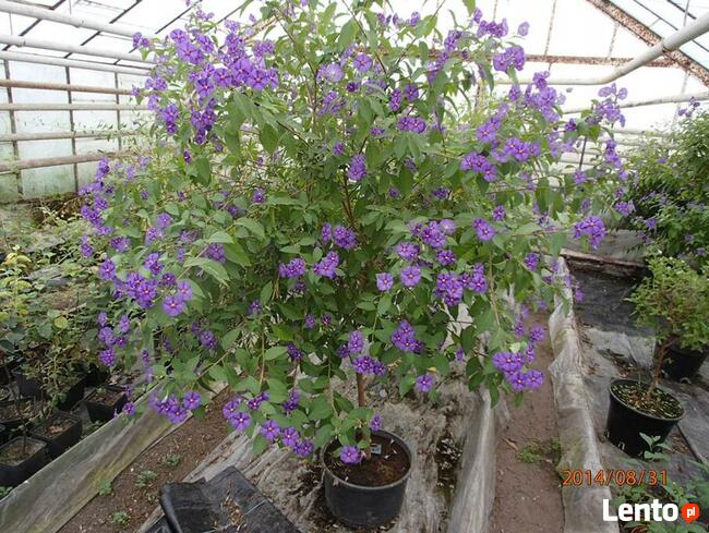 Szafirowa burza Solanum Rantonetti Psianka w doniczce