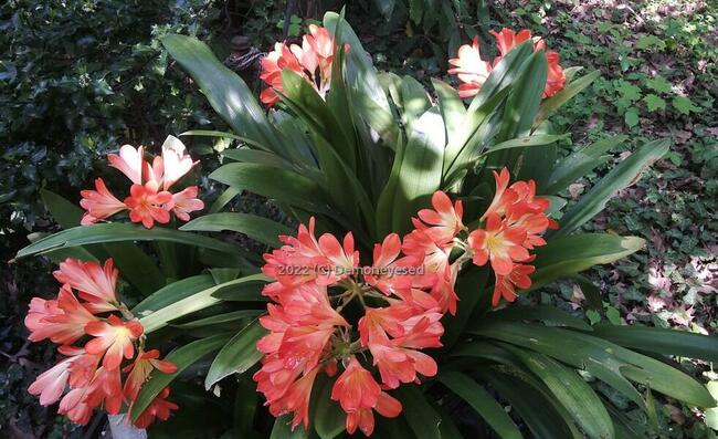 Kliwia Clivia miniata sadzonka Kraków