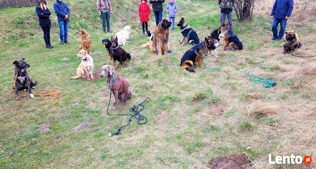 Szkolenie psów Kielce www.szkoleniepsowkielce.eu