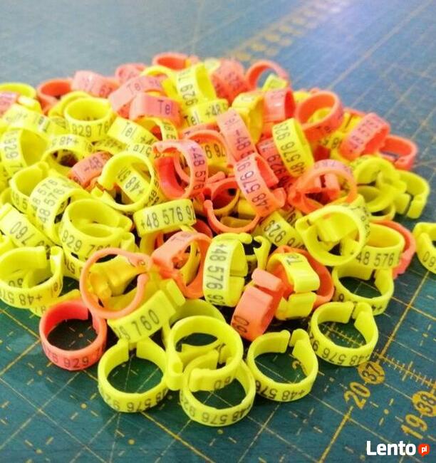 Znaczniki grawerowane dla gołębi pocztowych ADRESÓWKI