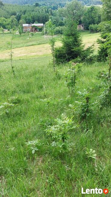 Sprzedam działki w Górach Sowich