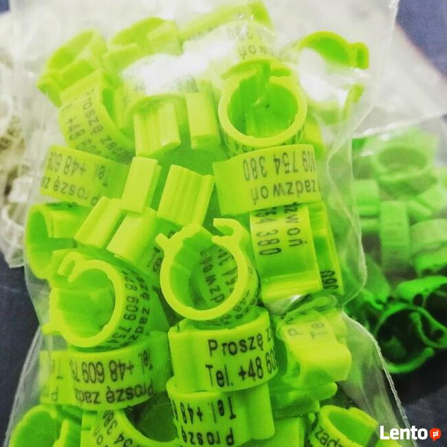 Znaczniki grawerowane dla gołębi pocztowych ADRESÓWKI