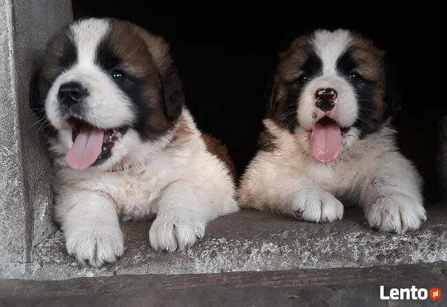 Moskiewski Pies Stróżujący Bernardyn Kaukaz Azjata Owczarek