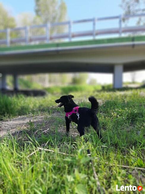 Pilne!!! Sunieczka ok.roczna szuka domu (Przystanek Psy)