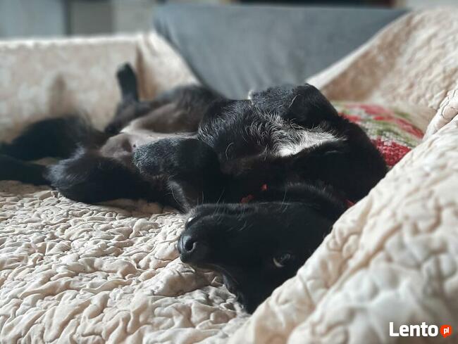 Pilne!!! Sunieczka ok.roczna szuka domu (Przystanek Psy)