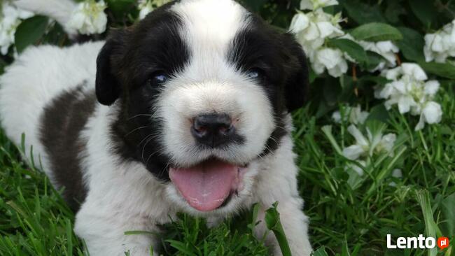 Moskiewski Pies Stróżujący Bernardyn Kaukaz Azjata Owczarek