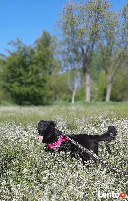 Pilne!!! Sunieczka ok.roczna szuka domu (Przystanek Psy)