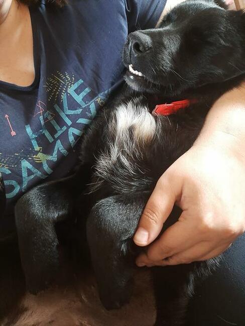 Pilne!!! Sunieczka ok.roczna szuka domu (Przystanek Psy)