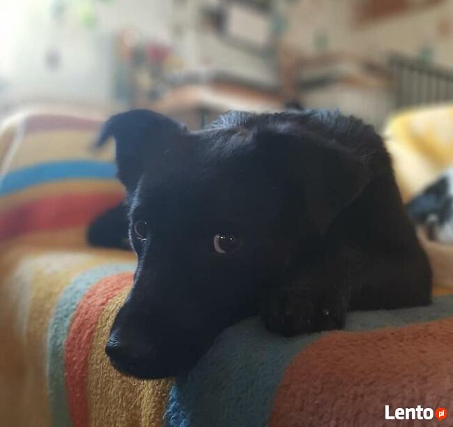 Pilne!!! Sunieczka ok.roczna szuka domu (Przystanek Psy)