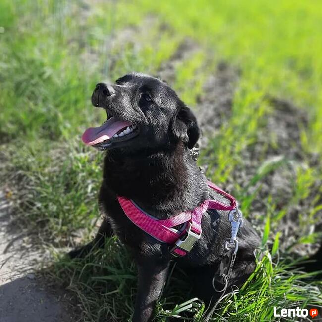 Pilne!!! Sunieczka ok.roczna szuka domu (Przystanek Psy)