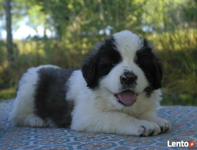 Moskiewski Pies Stróżujący Bernardyn Kaukaz Azjata Owczarek