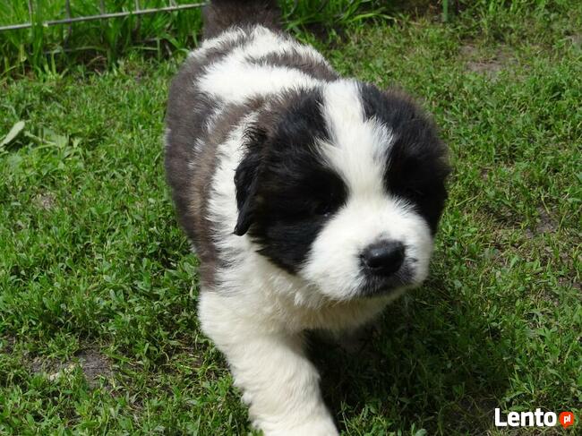 Moskiewski Pies Stróżujący Bernardyn Kaukaz Azjata Owczarek