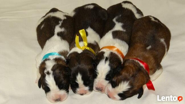 Moskiewski Pies Stróżujący Bernardyn Kaukaz Azjata Owczarek