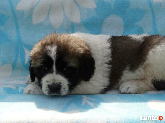 Moskiewski Pies Stróżujący Bernardyn Kaukaz Azjata Owczarek