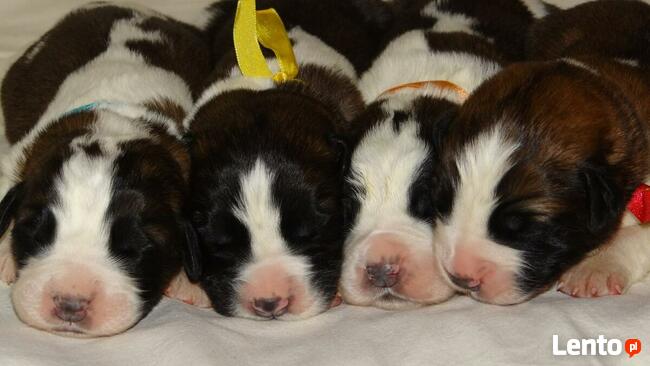 Moskiewski Pies Stróżujący Bernardyn Kaukaz Azjata Owczarek