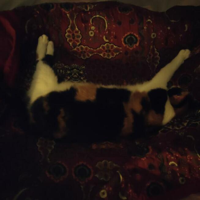 Kombinezon przeciwdeszczowy