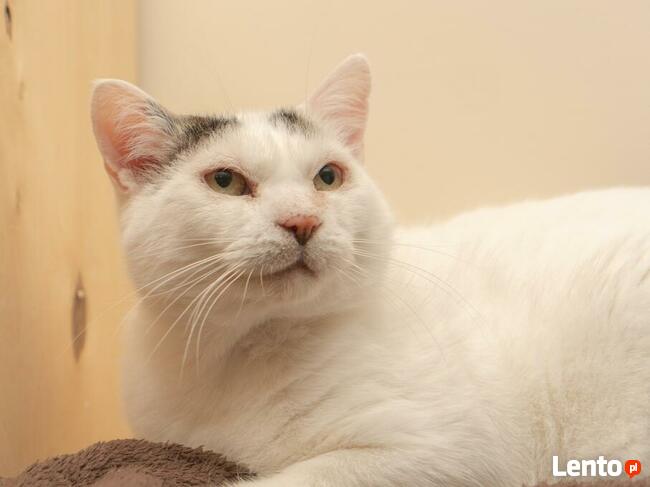 MELEK - kot dla wytrawnego kociarza - uroczy i kochający/Poz