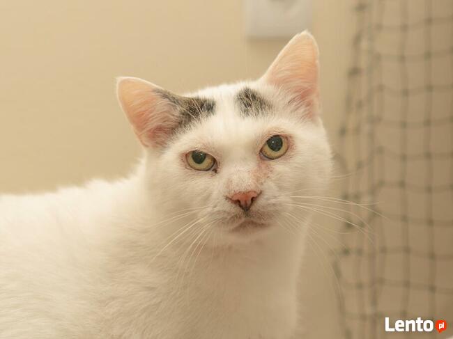 MELEK - kot dla wytrawnego kociarza - uroczy i kochający/Poz