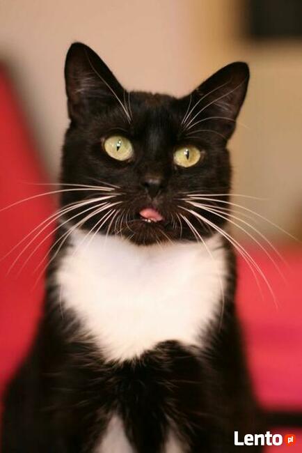 PLACEK - cudem uratowany kocurek, szuka kochających ludzi