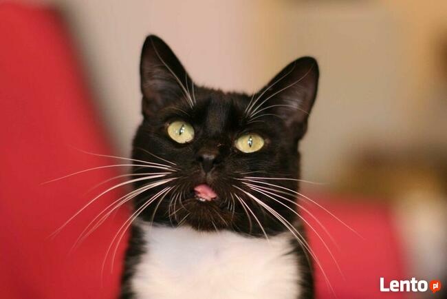 PLACEK - cudem uratowany kocurek, szuka kochających ludzi