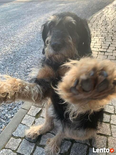 Zaginęła nasza ukochana suczka Sisi !!