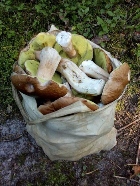 Borowik szlachetny (susz)