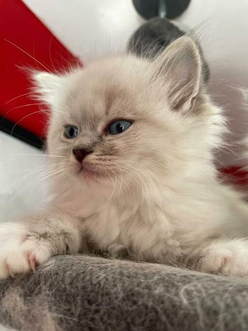 Ragdoll - Rodowód WCF/PZF legalna hodowla-Gdansk