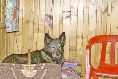 WYPROWADZANIE PSA REMBERTÓW WESOŁA MARYSIN ANIN...