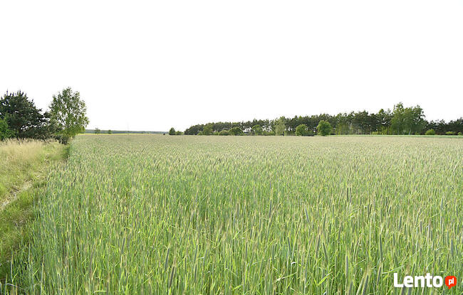 DZIAŁKA NA SPRZEDAŻ