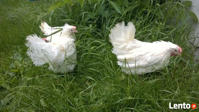 Ferma sprzeda Kury Nioski młode DOWÓZ