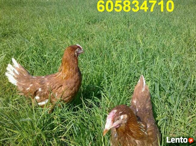 Ferma sprzeda Kury Nioski młode DOWÓZ