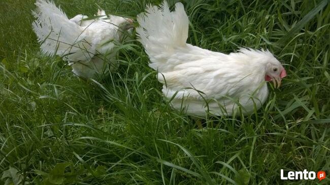 Kury nioski Rossa + Dowóz gratis GOSTYNIN