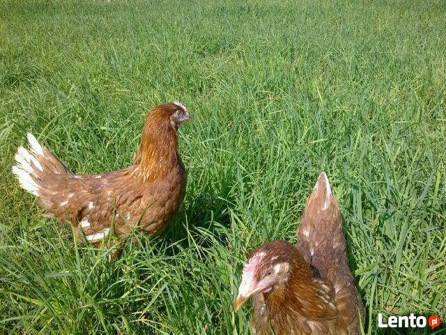 Ferma sprzeda Kury Nioski młode DOWÓZ