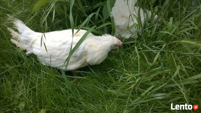 Ferma sprzeda Kury Nioski młode DOWÓZ