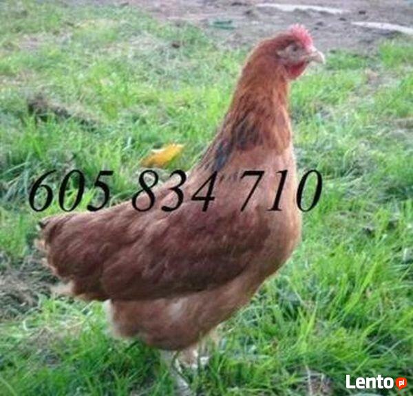 Ferma sprzeda Kury Nioski młode DOWÓZ