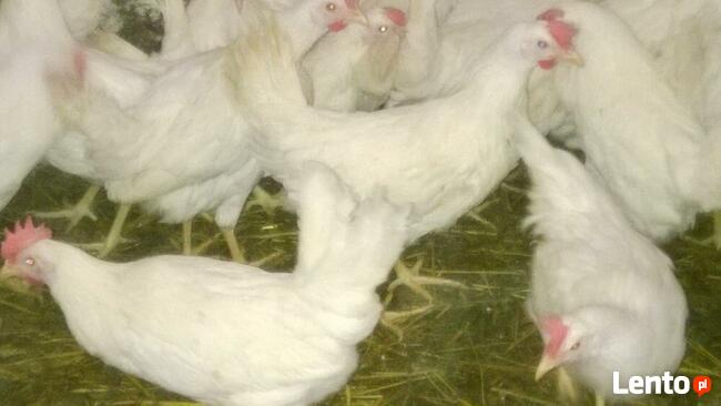 Ferma sprzeda Kury Nioski młode DOWÓZ